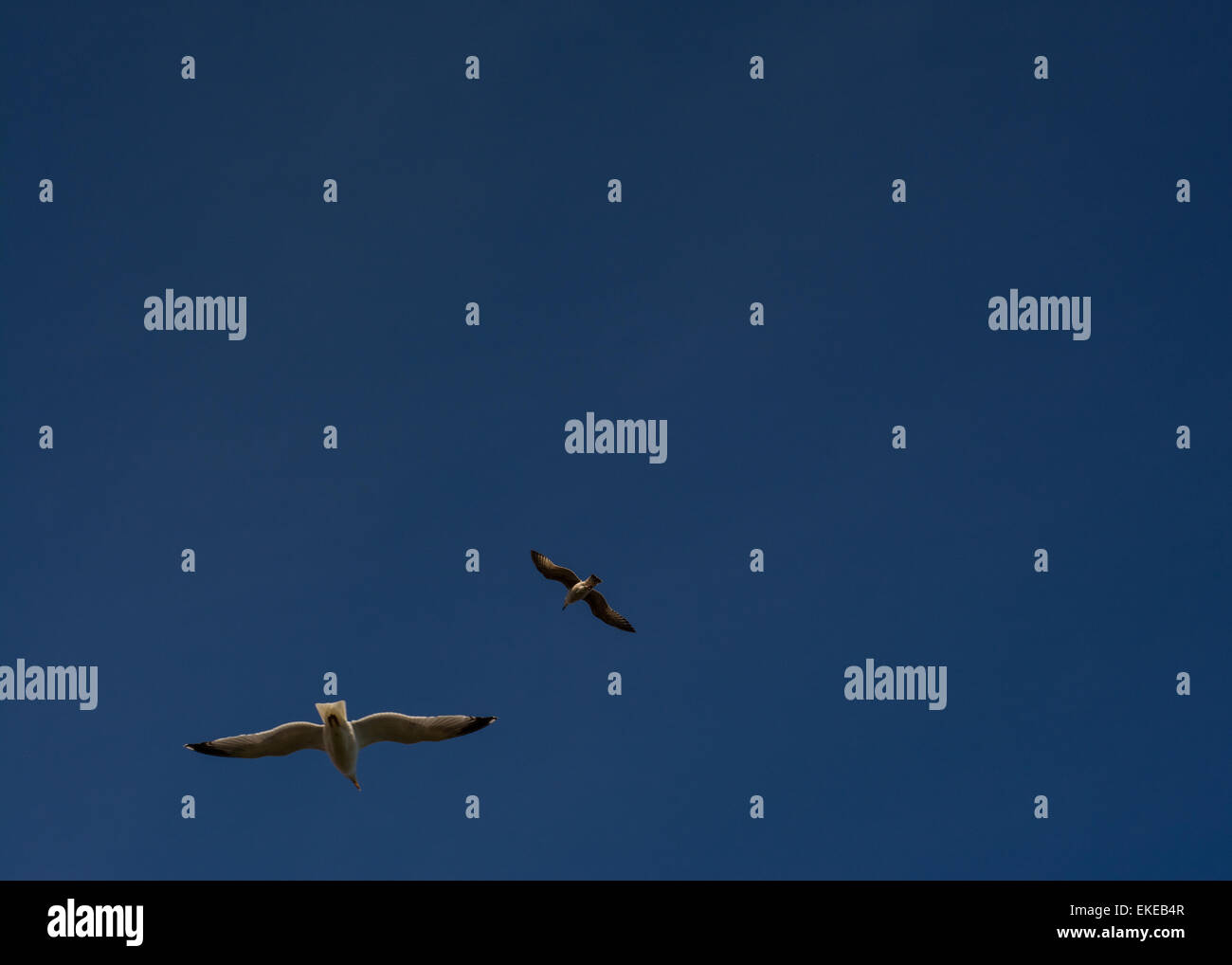 Seaguls Fahrt mit der Winde in den Himmel über Whitby, Großbritannien Stockfoto