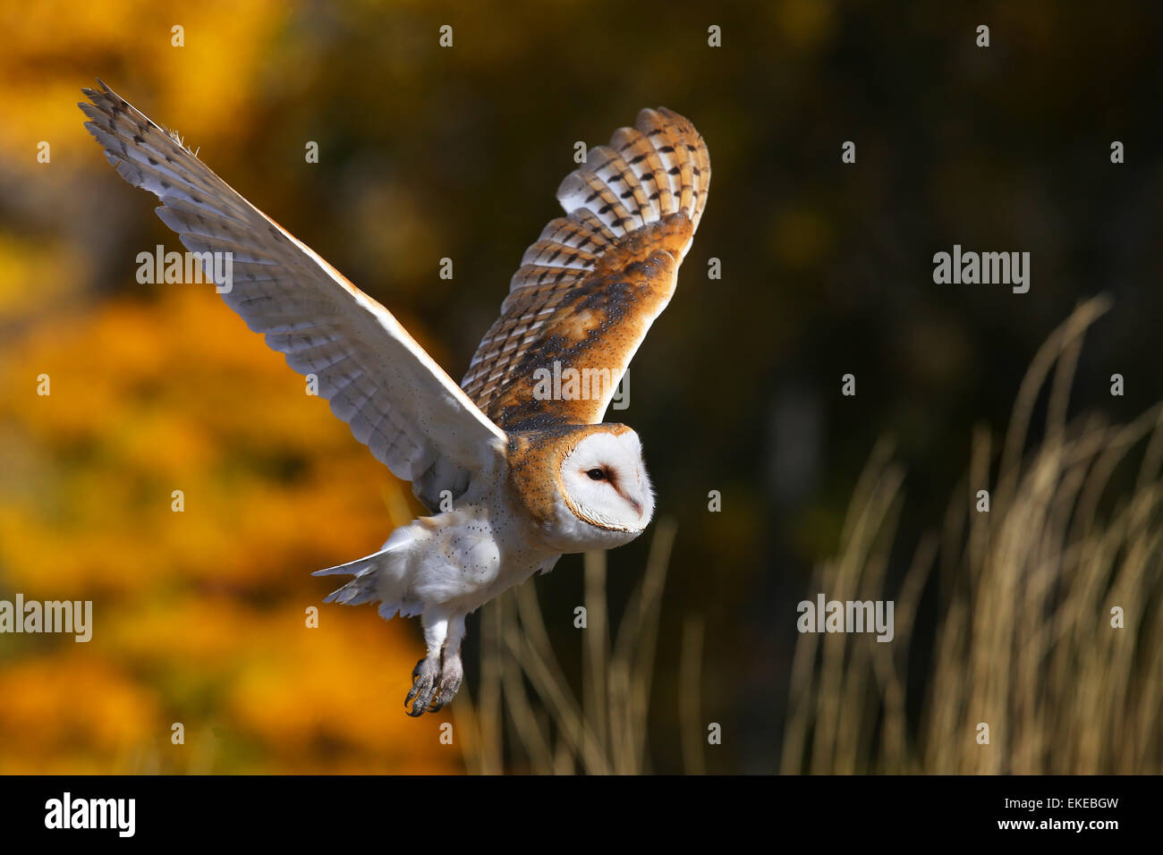 Schleiereule (Tyto Alba) im Flug Stockfoto
