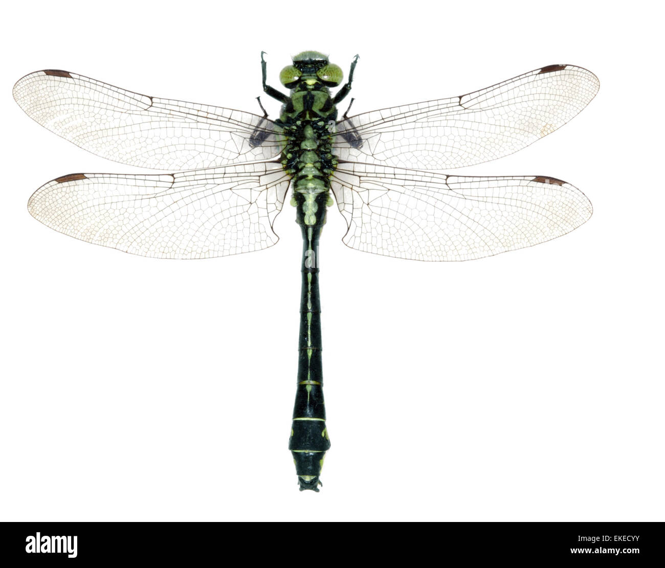 Club-tailed Dragonfly - Befestigung vulgatissimus Stockfoto