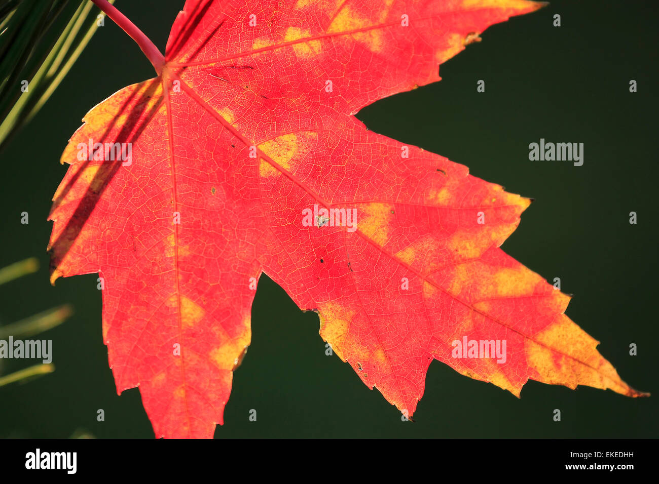 Nahaufnahme von roten Ahornblatt Stockfoto