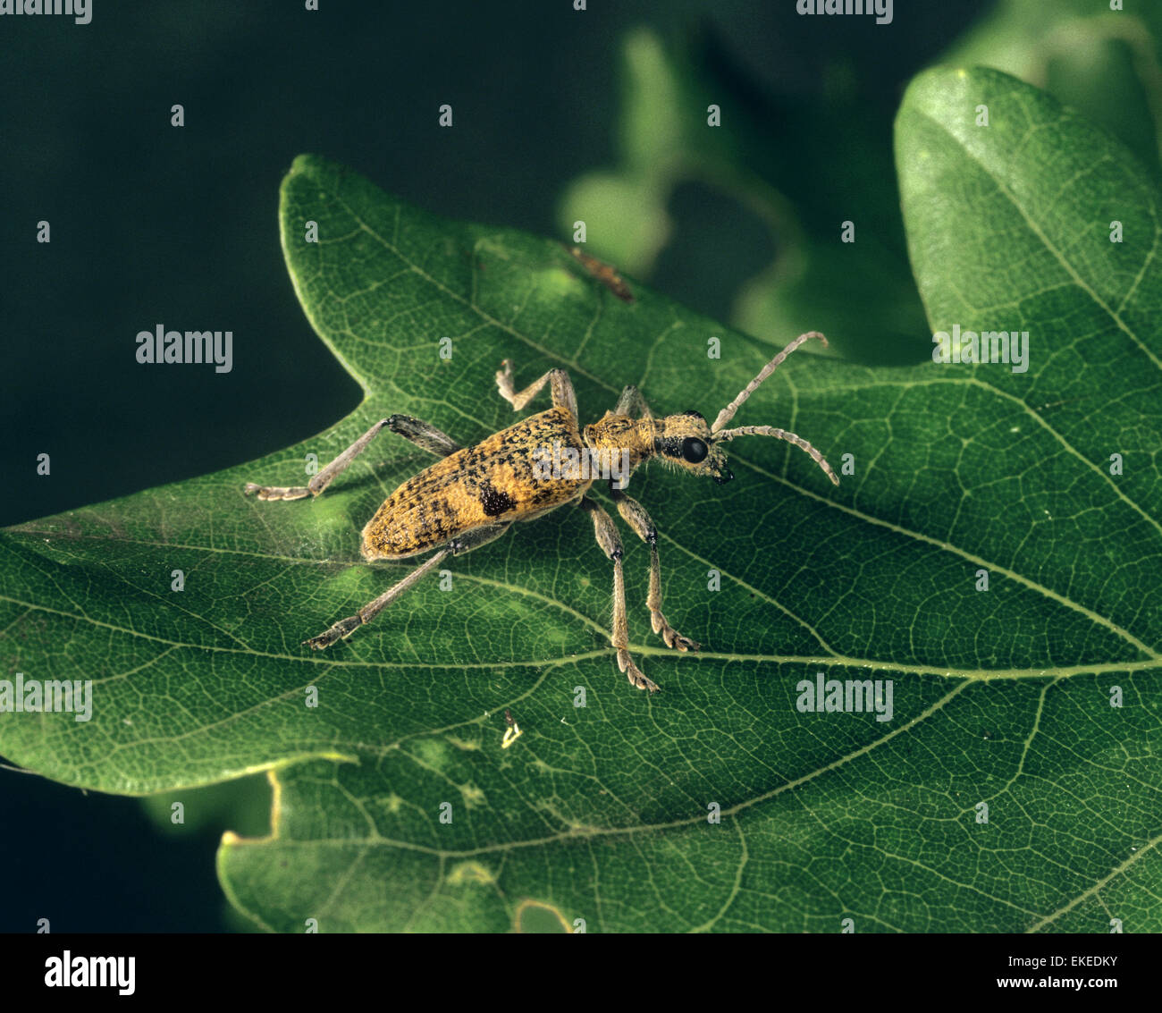 Longhorn Beetle - Rhagium mordax Stockfoto