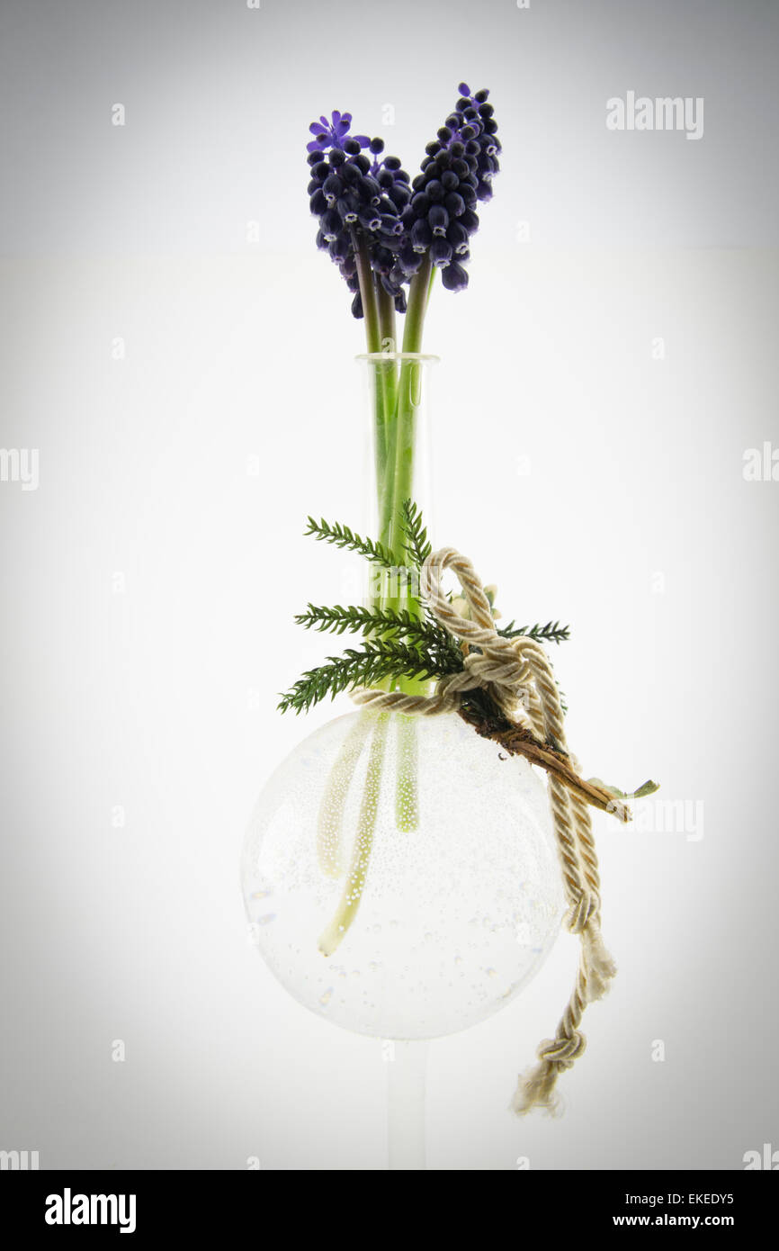 kleine lila Blüten in Kristallvase Stockfoto