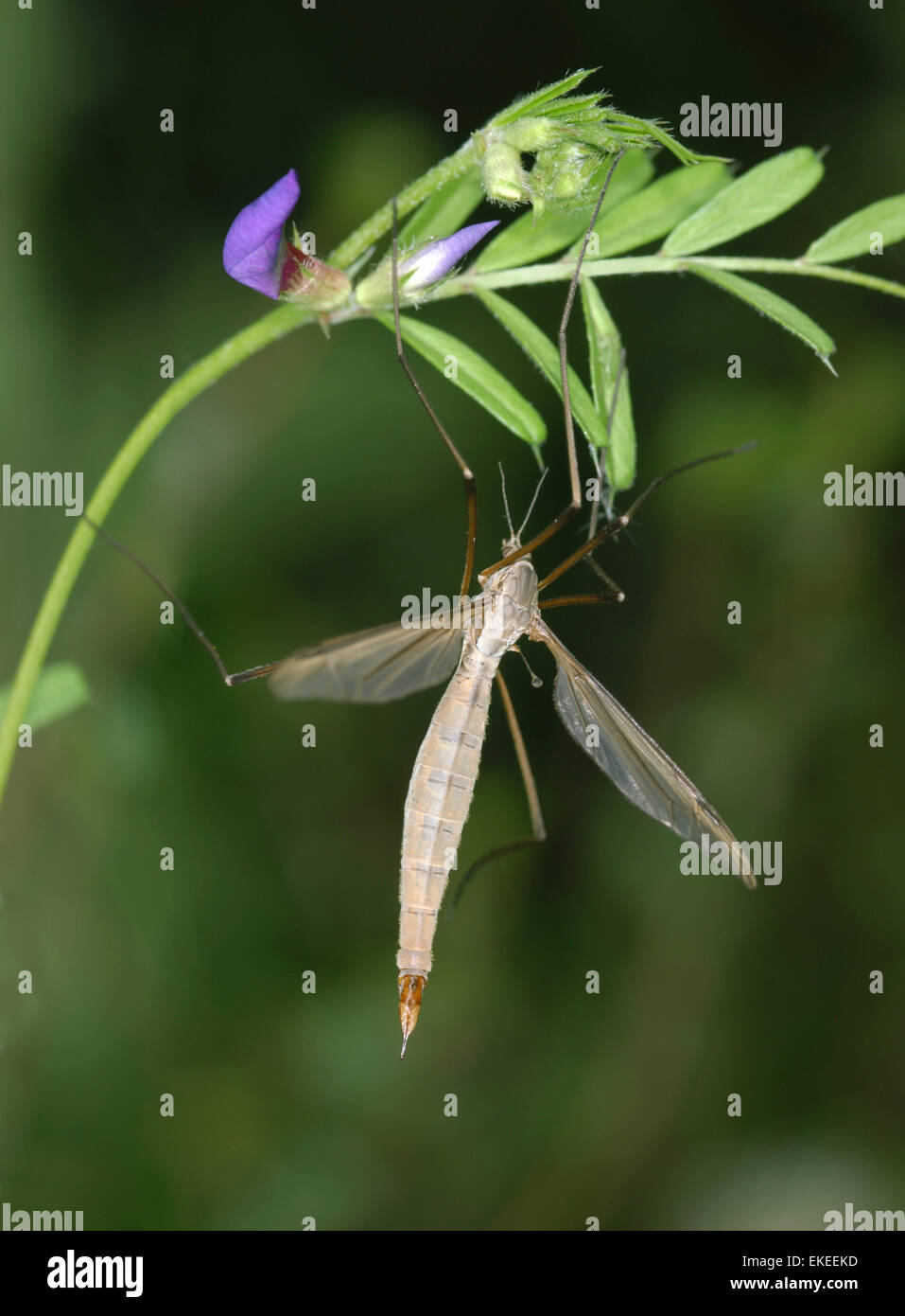 Daddy Long Legs - Tipula paludosa Stockfoto