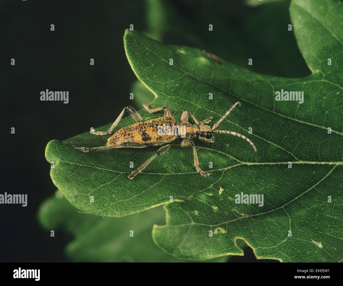 Longhorn Beetle - Rhagium mordax Stockfoto