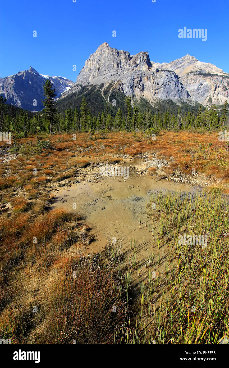 Präsident-Bereich bei Emerald Lake, Yoho Nationalpark, Britisch-Kolumbien, Kanada Stockfoto