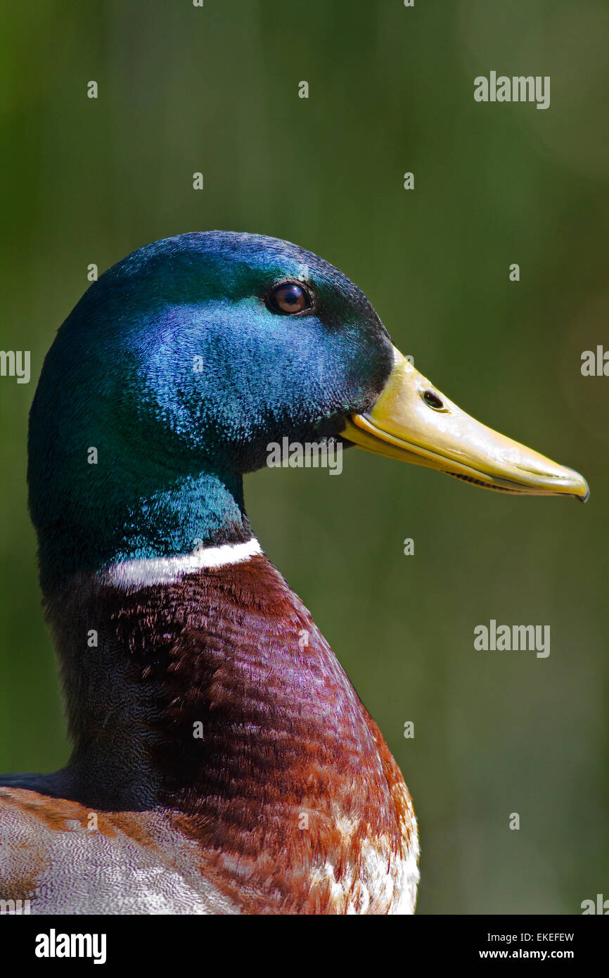 USA-California-Mallard Ente Vogel WIldlife Porträt Stockfoto
