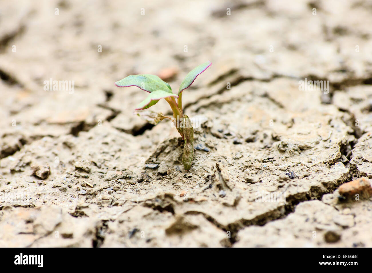 Frische grüne Baum wächst durch trockene rissige Erde Stockfoto