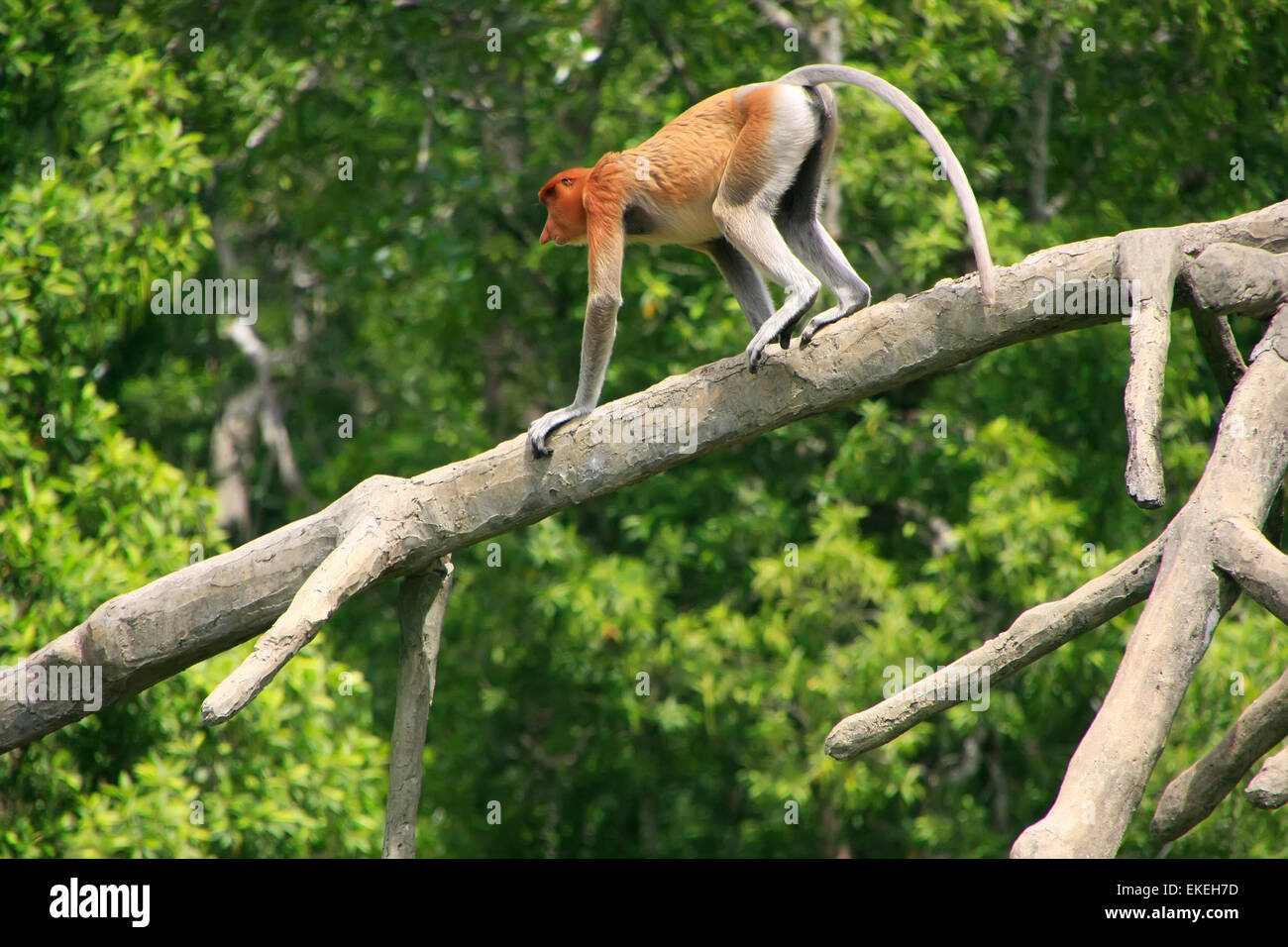 Nasenaffe auf einem Baum, Borneo, Malaysia Stockfoto