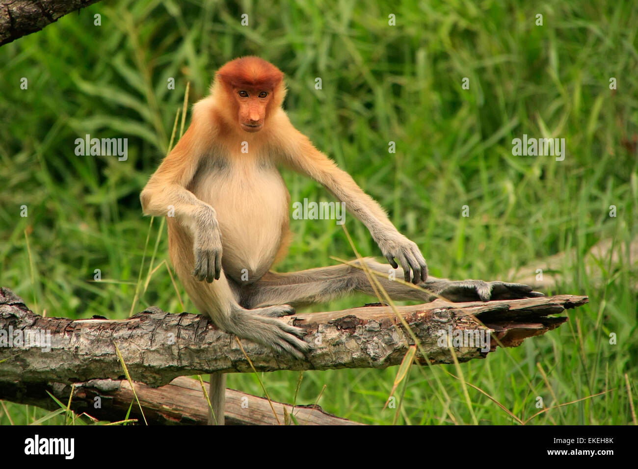 Young Proboscis Affe sitzt auf einem Baum, Borneo, Malaysia Stockfoto