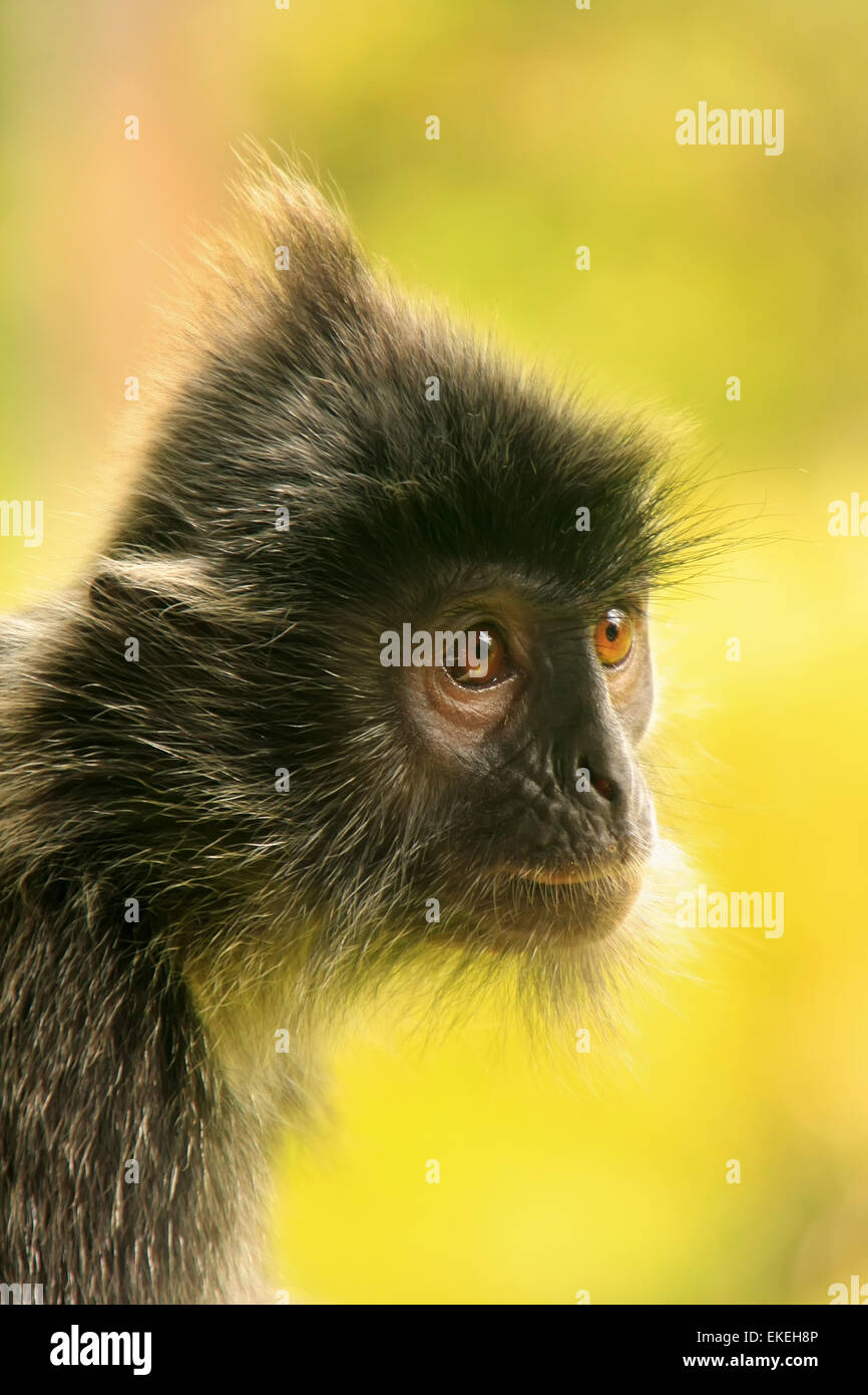 Porträt von Silvered Blatt Affe, Sepilok, Borneo, Malaysia Stockfoto