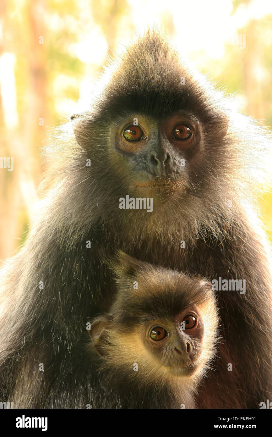 Versilberte Blatt Affen mit einem Baby, Sepilok, Borneo, Malaysia Stockfoto