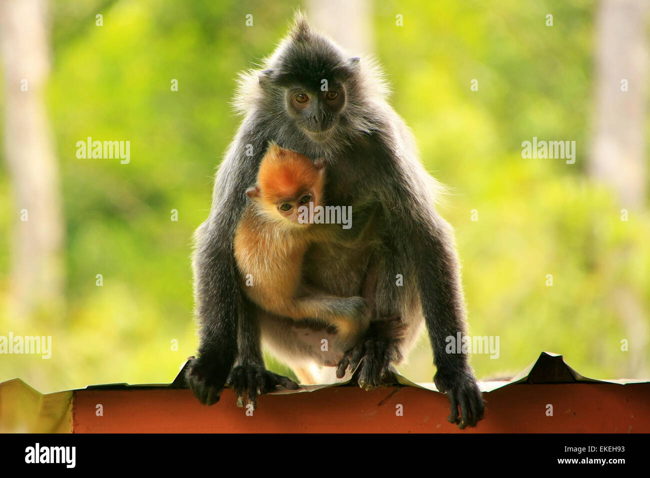 Versilberte Blatt Affen mit ein junges Baby, Sepilok, Borneo, Malaysia Stockfoto