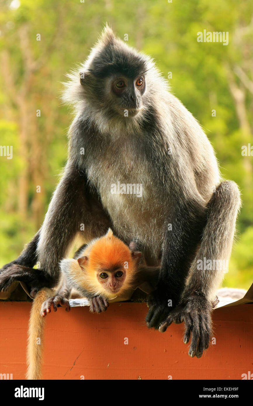 Versilberte Blatt Affen mit ein junges Baby, Sepilok, Borneo, Malaysia Stockfoto