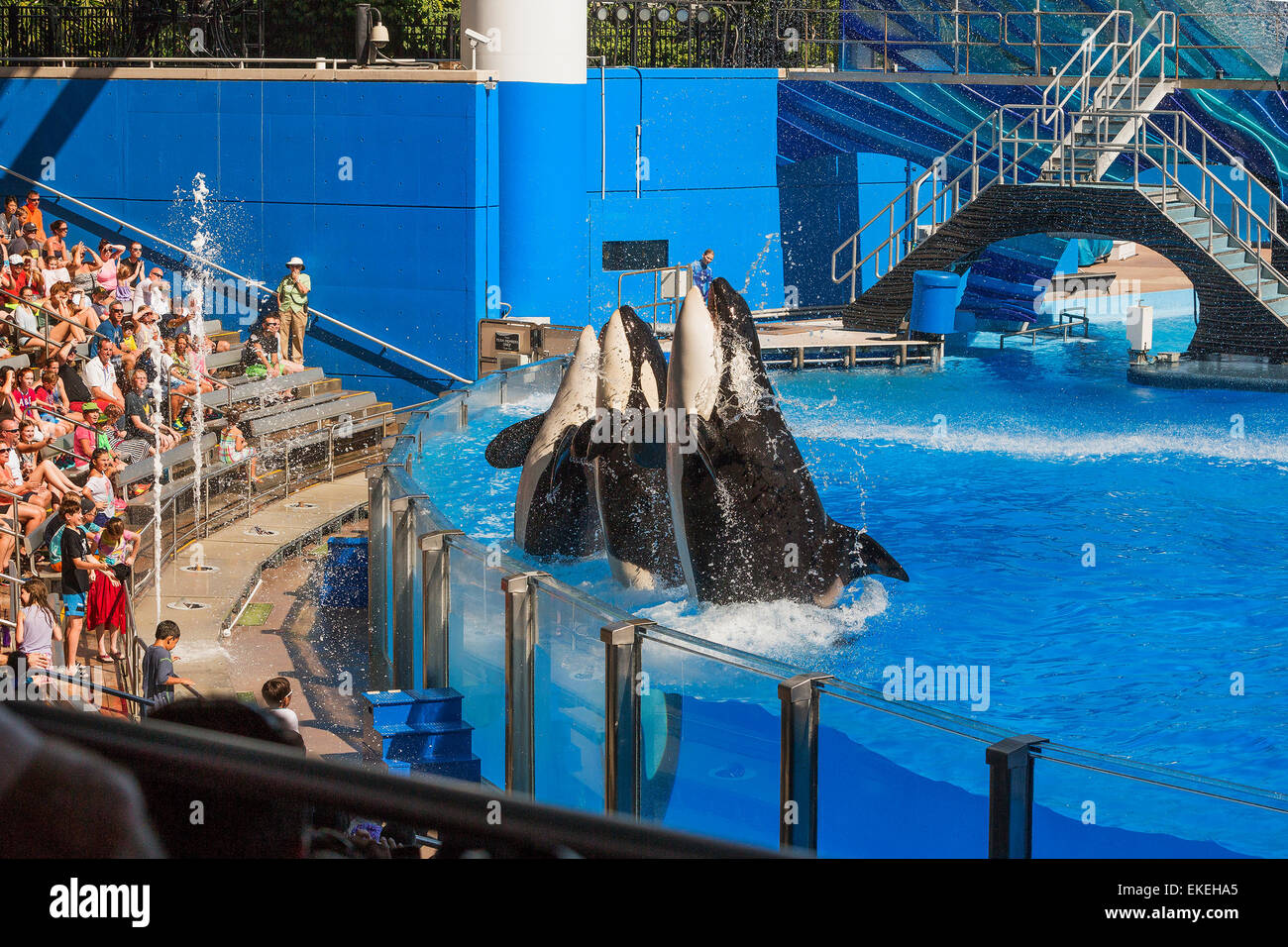 Drei Killerwale auf Leistung Florida, FLORIDA 27. Oktober 2014, USA Stockfoto