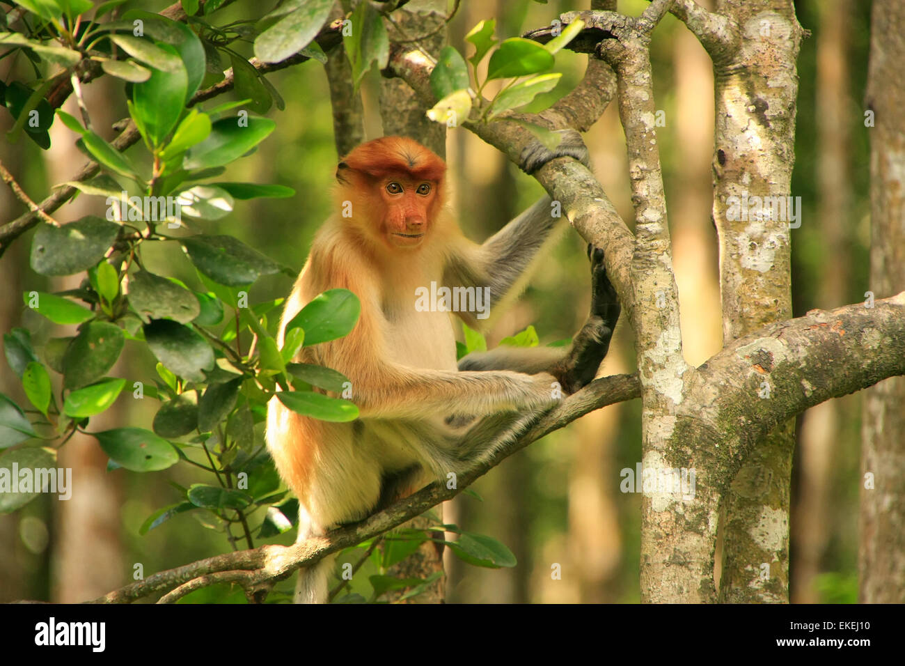Young Proboscis Affe sitzt auf einem Baum, Borneo, Malaysia Stockfoto