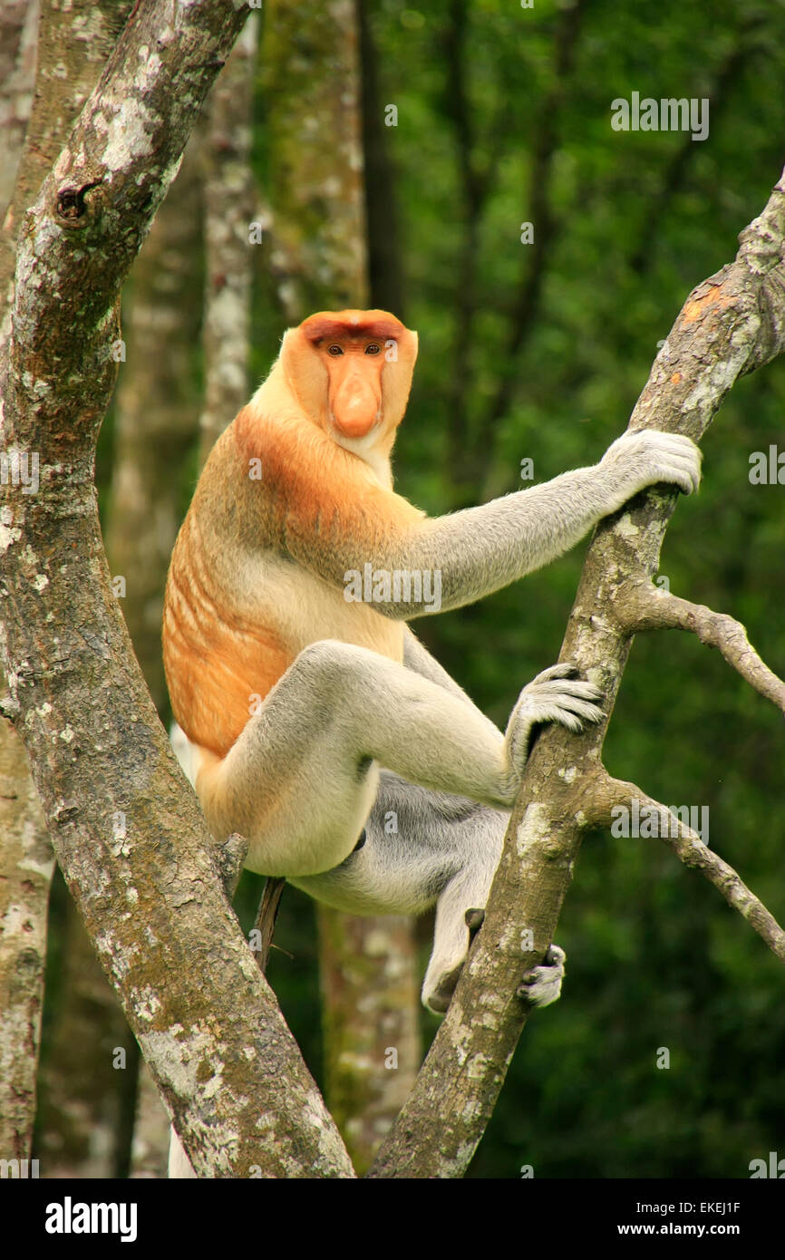 Nasenaffe sitzen auf einem Baum, Borneo, Malaysia Stockfoto