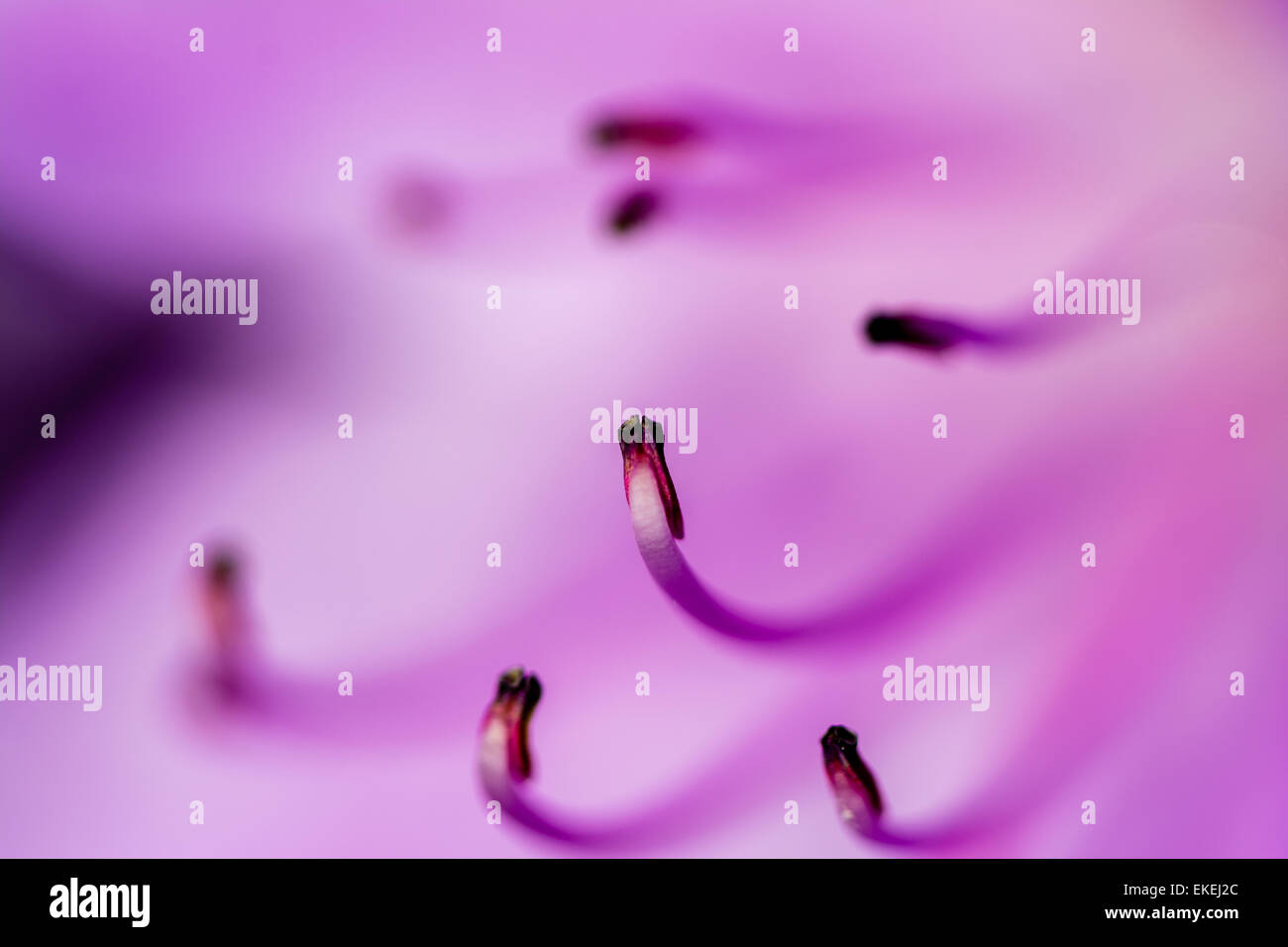 Eine Makroaufnahme der Staubblätter einer rosa Blume. Stockfoto