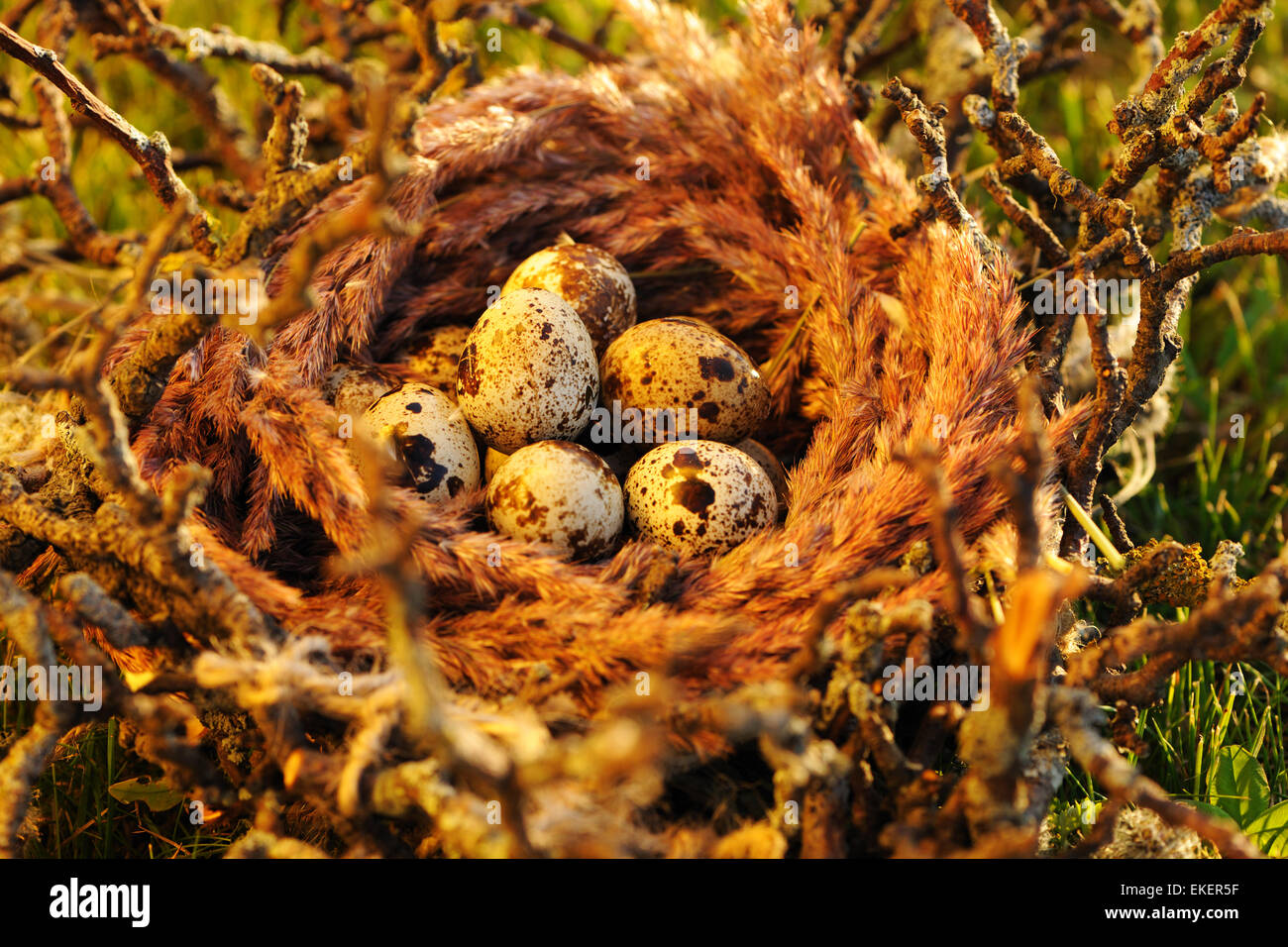 Vogelnest mit Eiern Stockfoto
