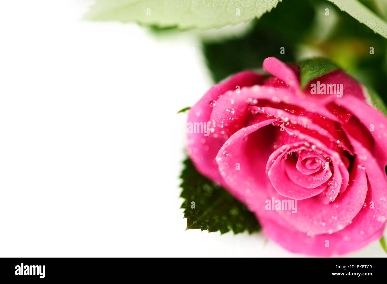 Rosa rose Stockfoto