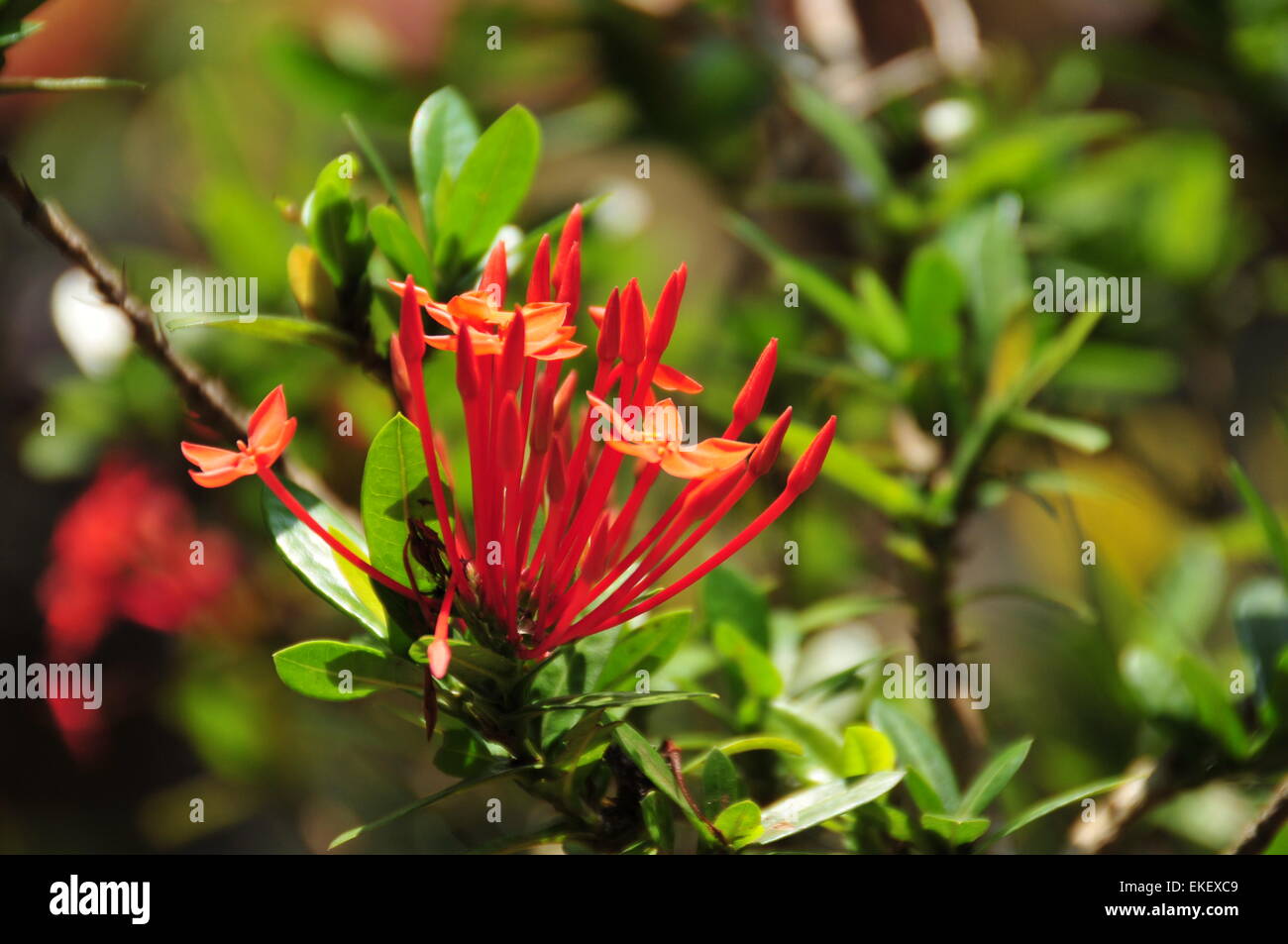 Eine gemeinsame Kerala "Thettippoo" (Thetti Blume) Stockfoto
