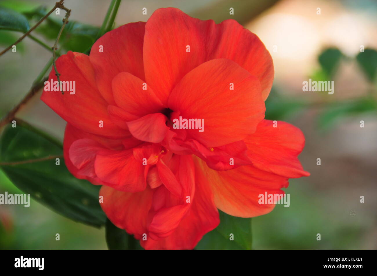Eine schöne rote Hibiskus Blume. Stockfoto