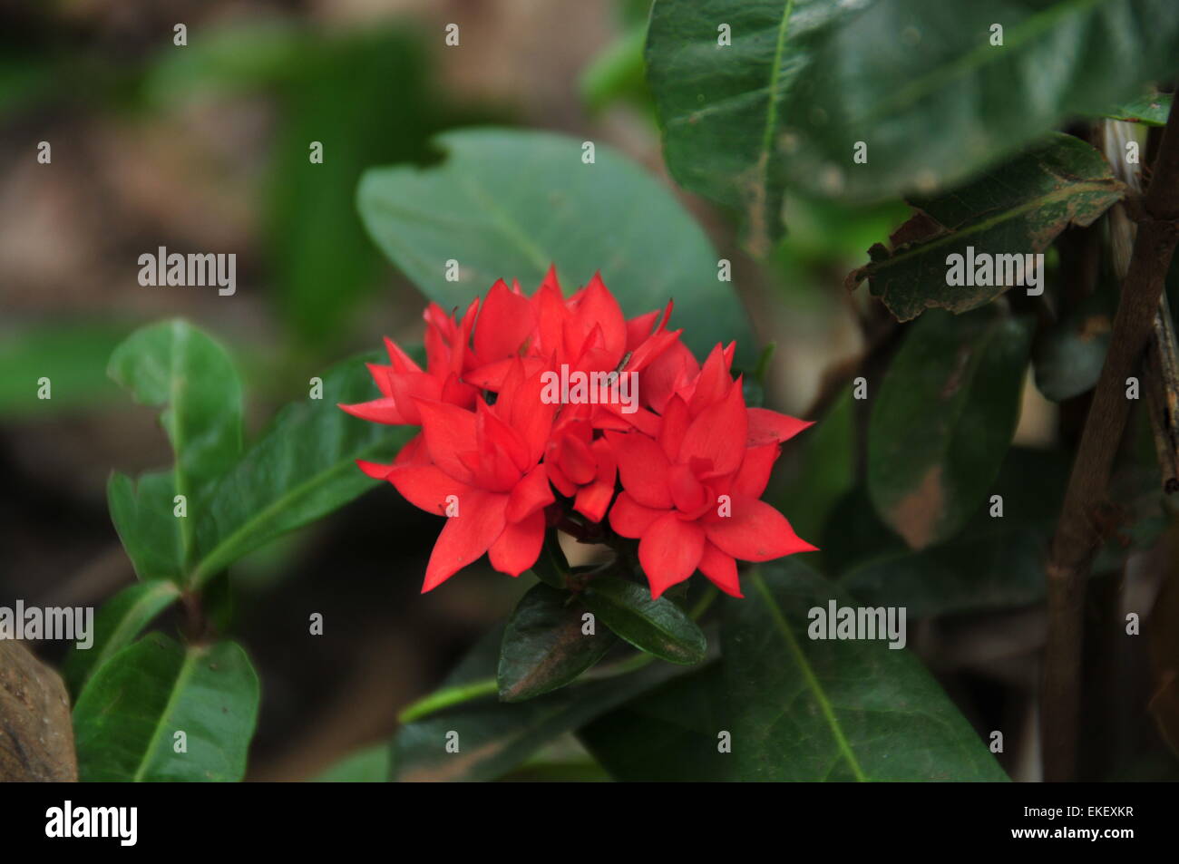 Kerala-Blume, die gemeinhin als "Thetti" Stockfoto