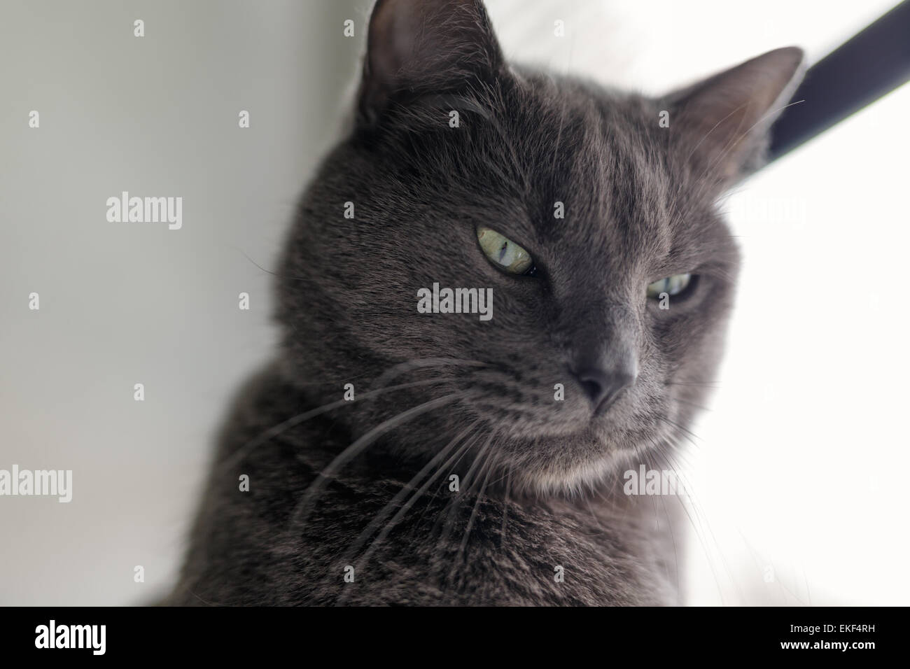 schwere graue Katze Porträt Stockfoto