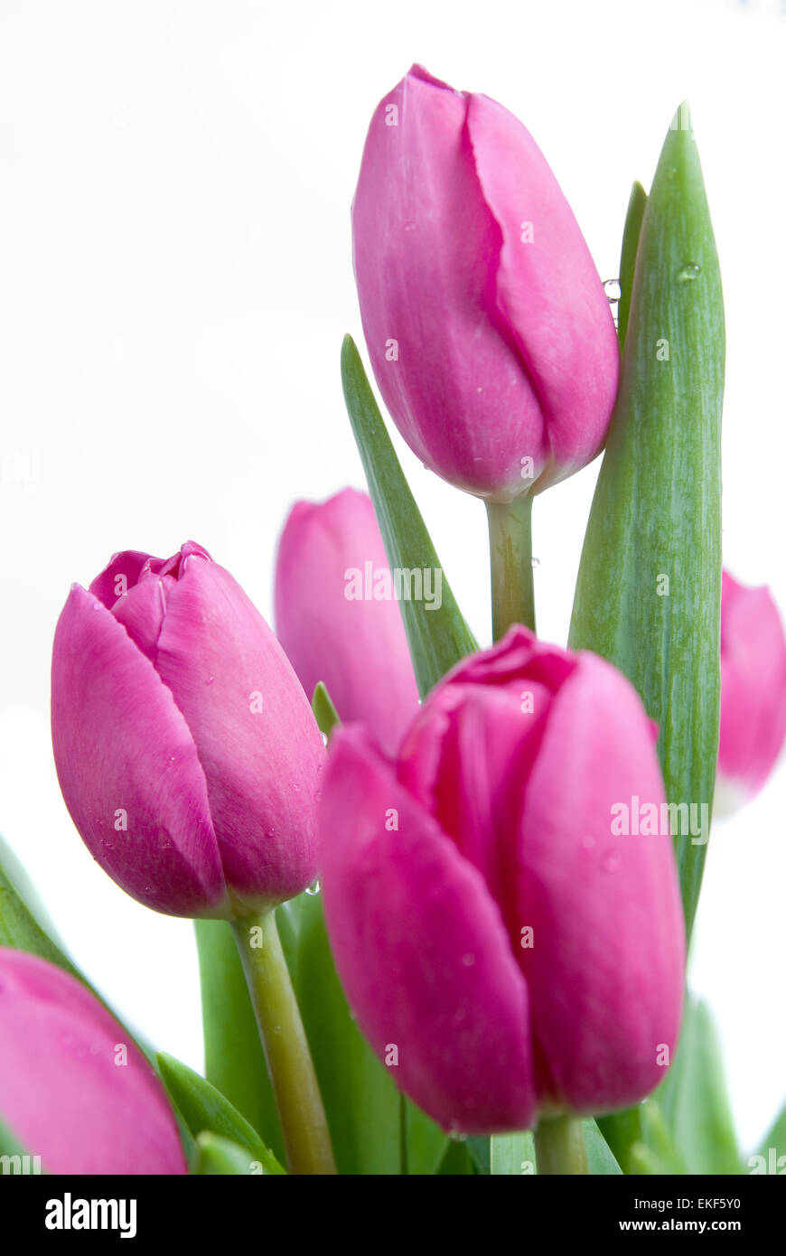 Close-up rosa Tulpen, isoliert auf weiss Stockfoto