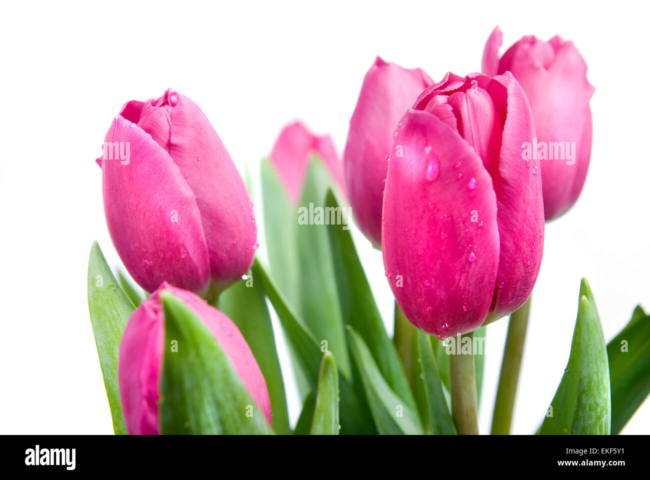 Close-up rosa Tulpen, isoliert auf weiss Stockfoto