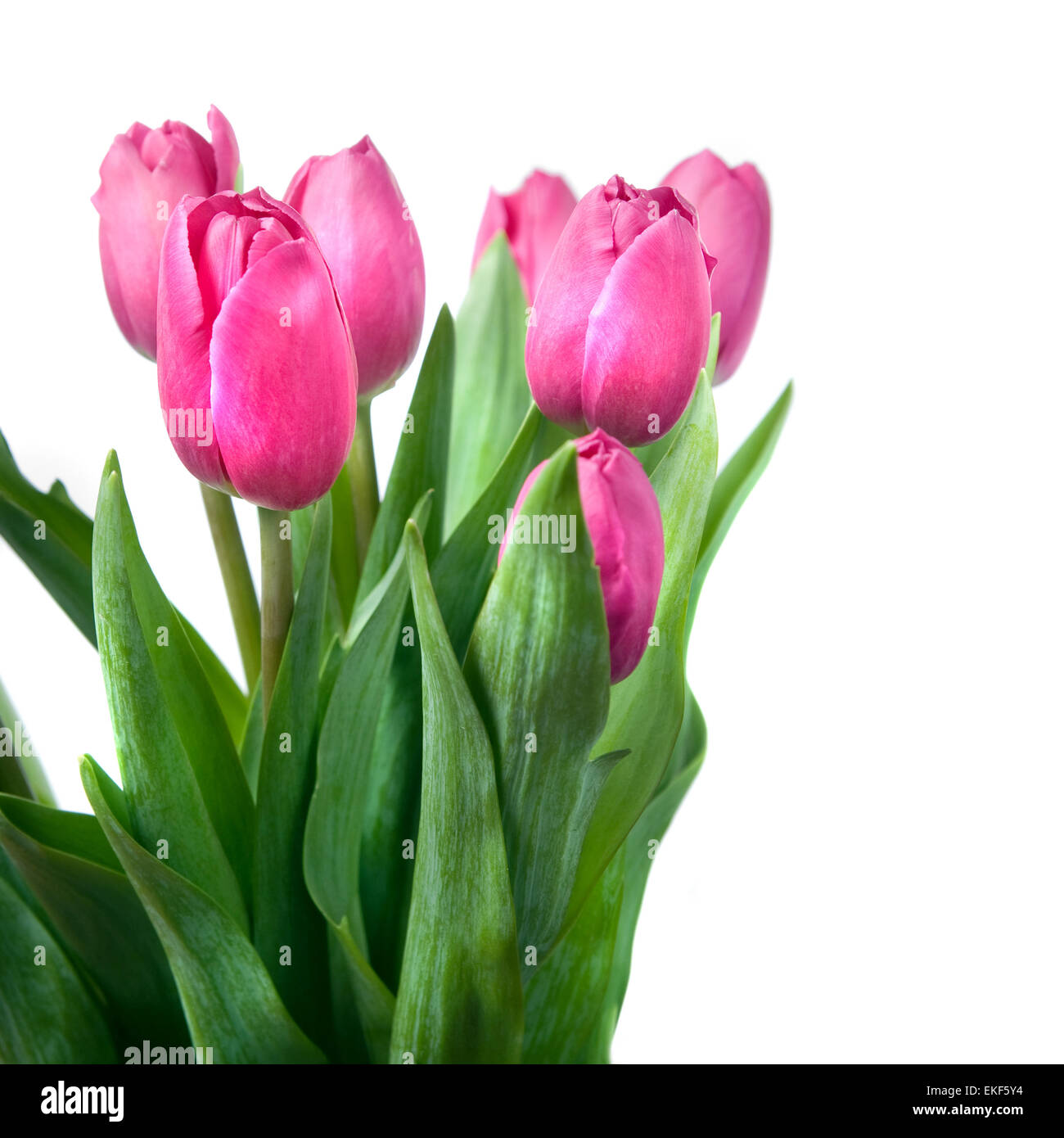 Close-up rosa Tulpen, isoliert auf weiss Stockfoto
