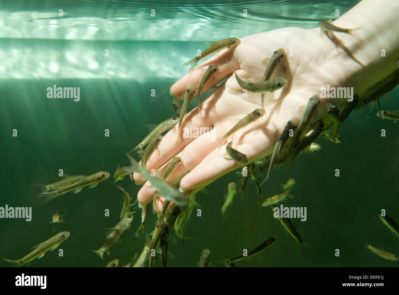 Hand im Wasser mit Fische (Fish Spa für die Hautpflege) Stockfoto