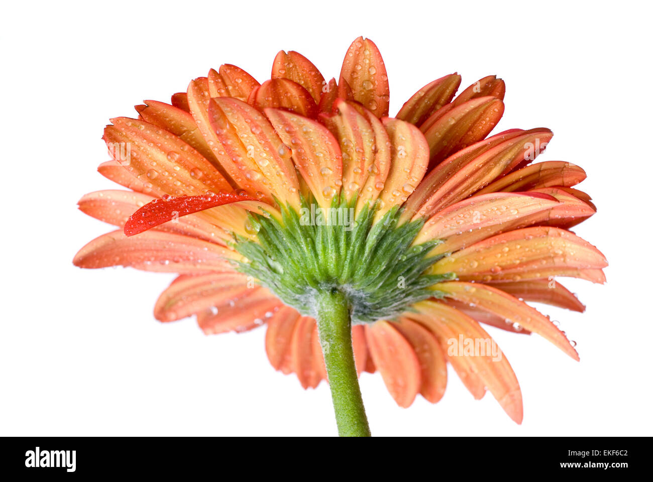 Makroaufnahme einer roten Daisy-Gerbera Kopf mit Wasser Tropfen isoliert auf whi Stockfoto