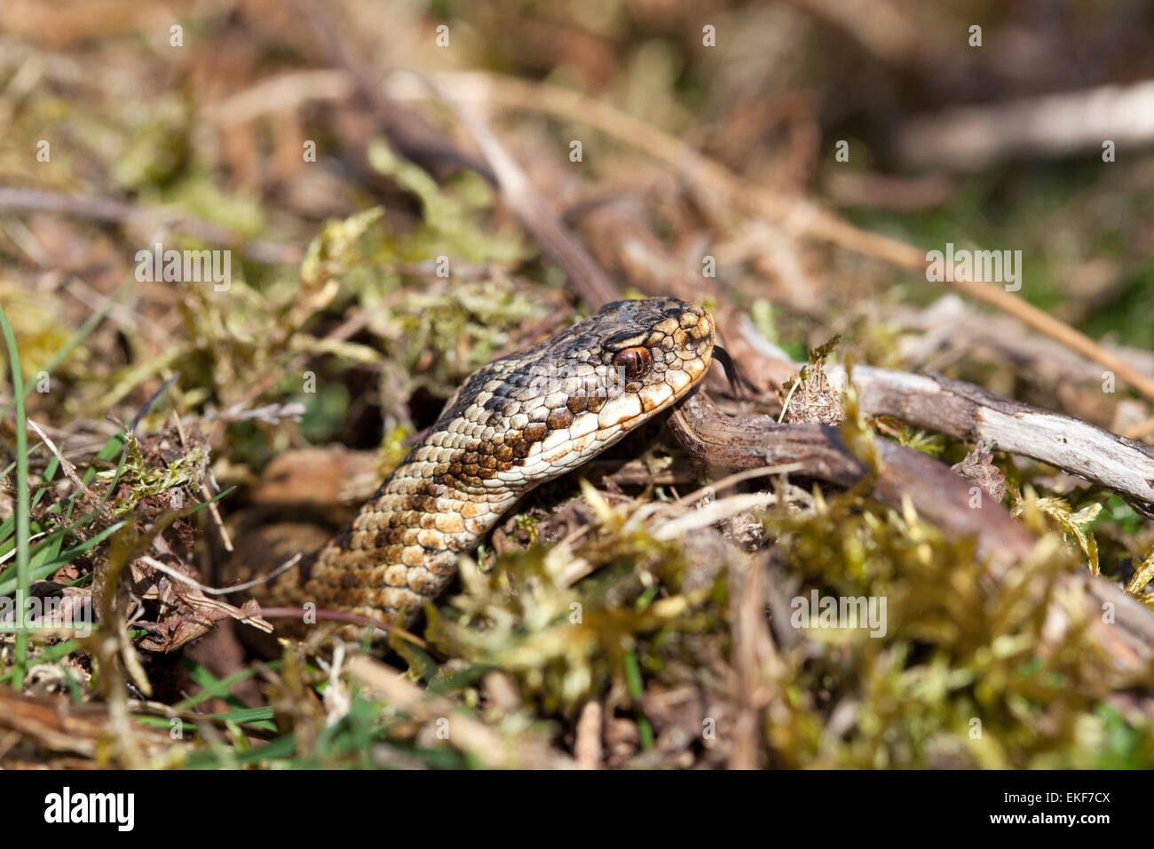 Kreuzotter Vipera Berus Emerging aus einem Loch im Boden und Sensing mit Zunge Teesdale County Durham England UK Stockfoto