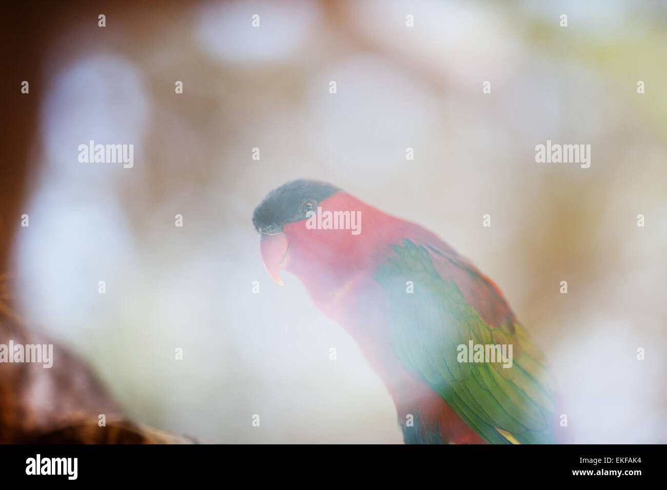 schöne bunte Papagei Lory im zoo Stockfoto