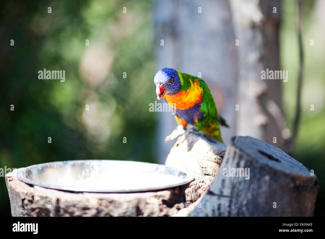 schöne bunte Papagei Lory im zoo Stockfoto