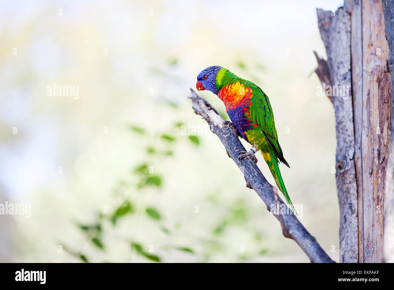 schöne bunte Papagei Lory im zoo Stockfoto