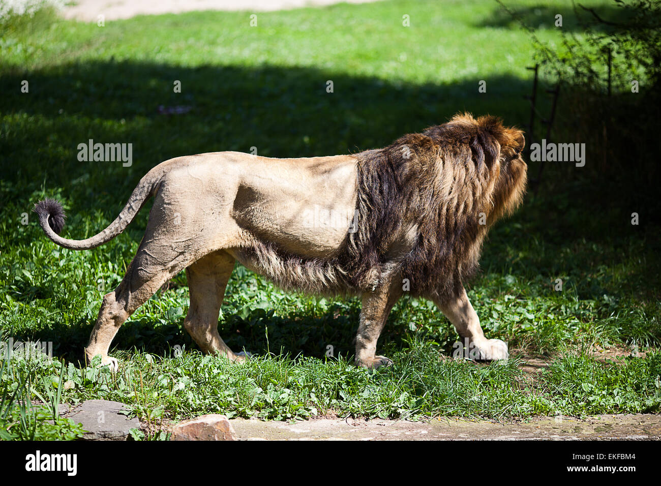 große schöne Löwe im zoo Stockfoto