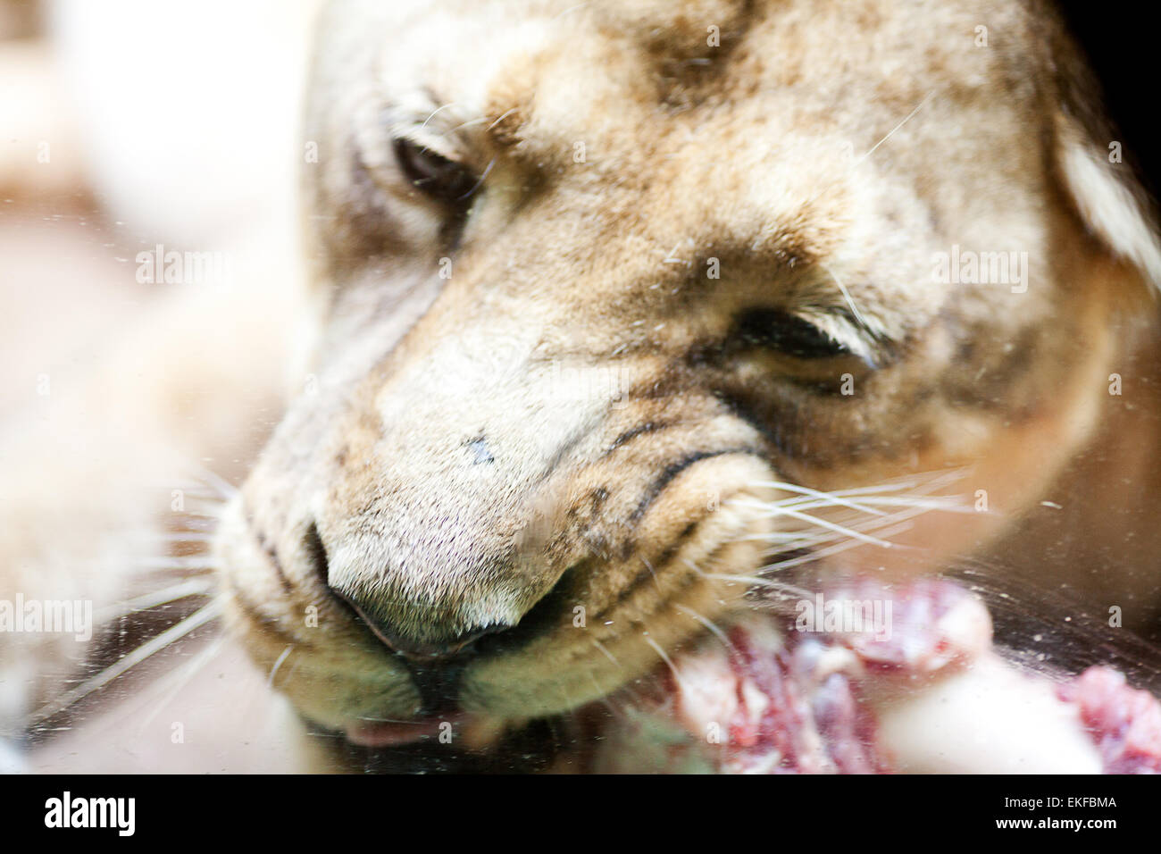 große schöne Löwe im zoo Stockfoto