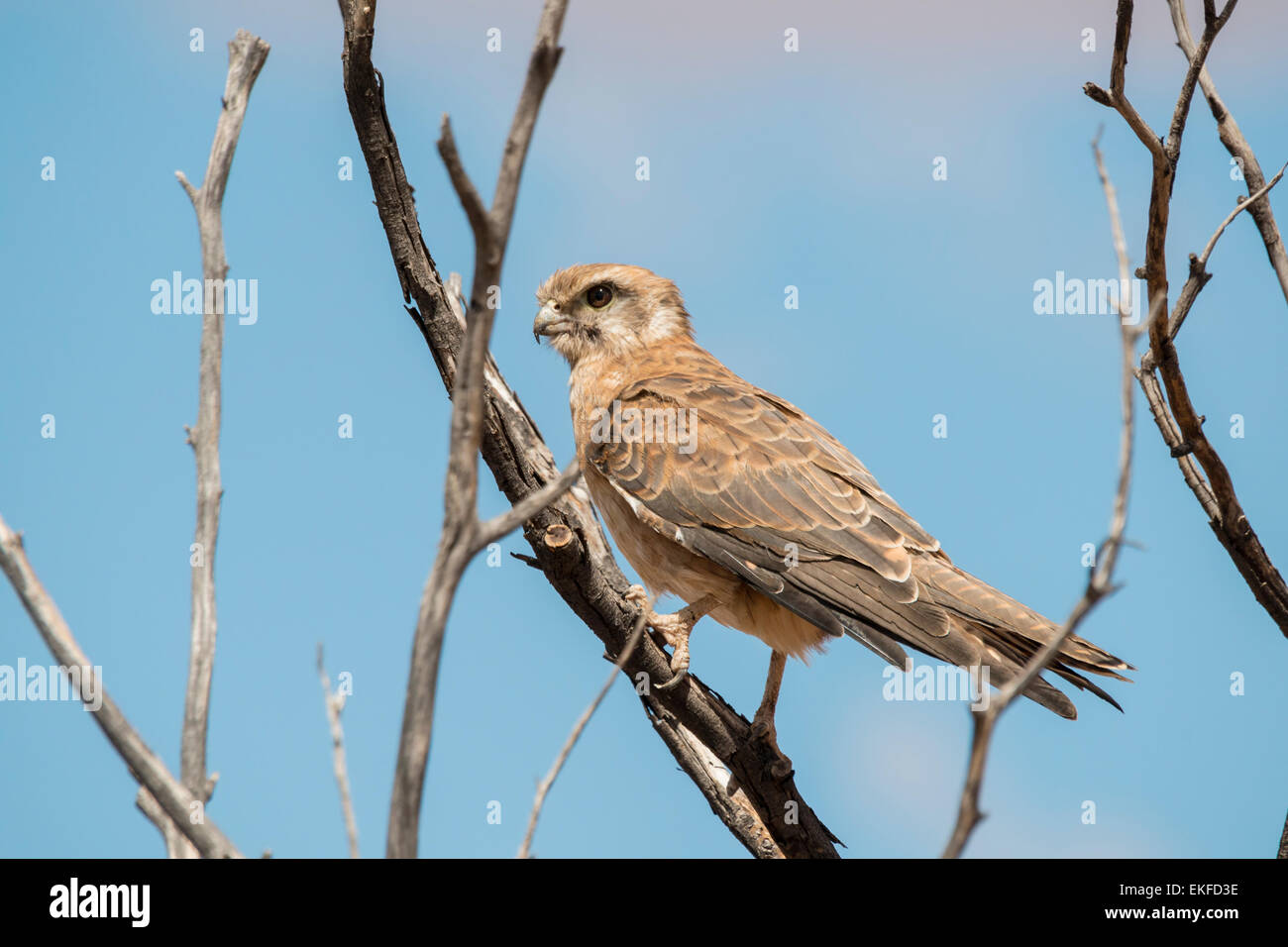 braune Falke (Falco Berigora) Stockfoto