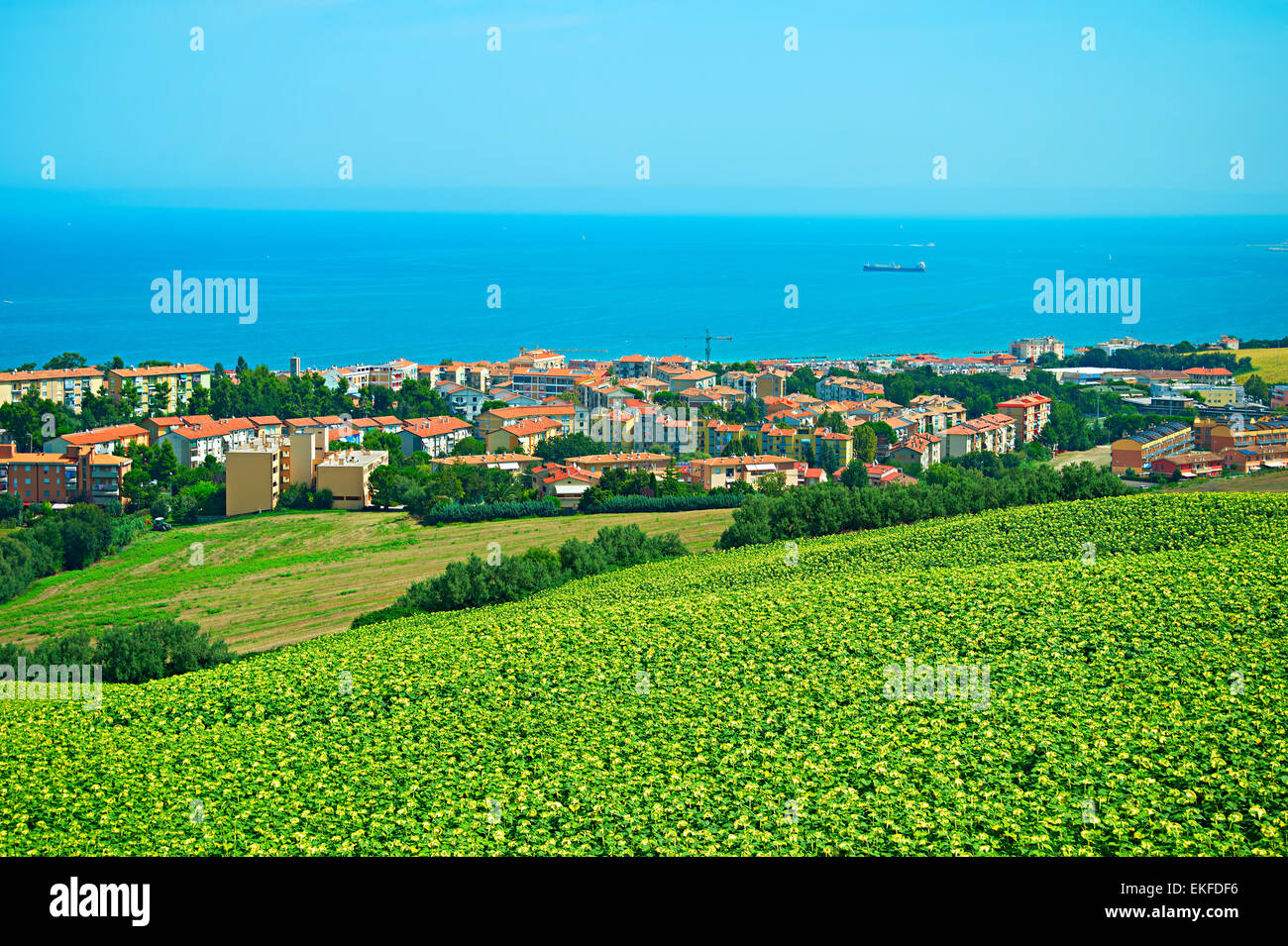 Landschaft mit Sonnenblumen Feld und Kleinstadt an der Küste des Meeres. Ancona, Italien Stockfoto