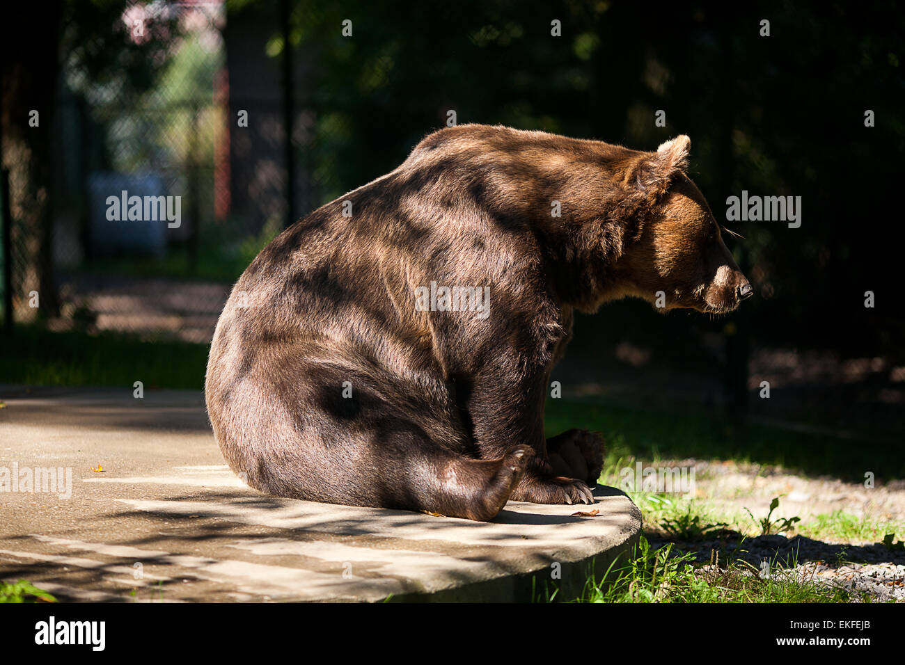 Braunbären auf die Natur Stockfoto