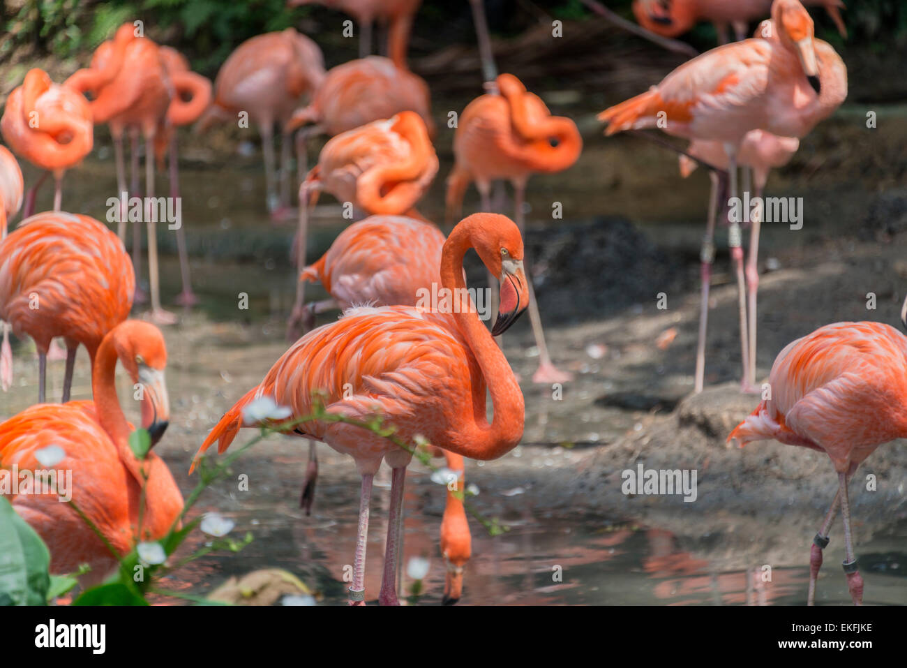 Karibik oder American Flamingo Phoenicopterus Ruber Stockfoto