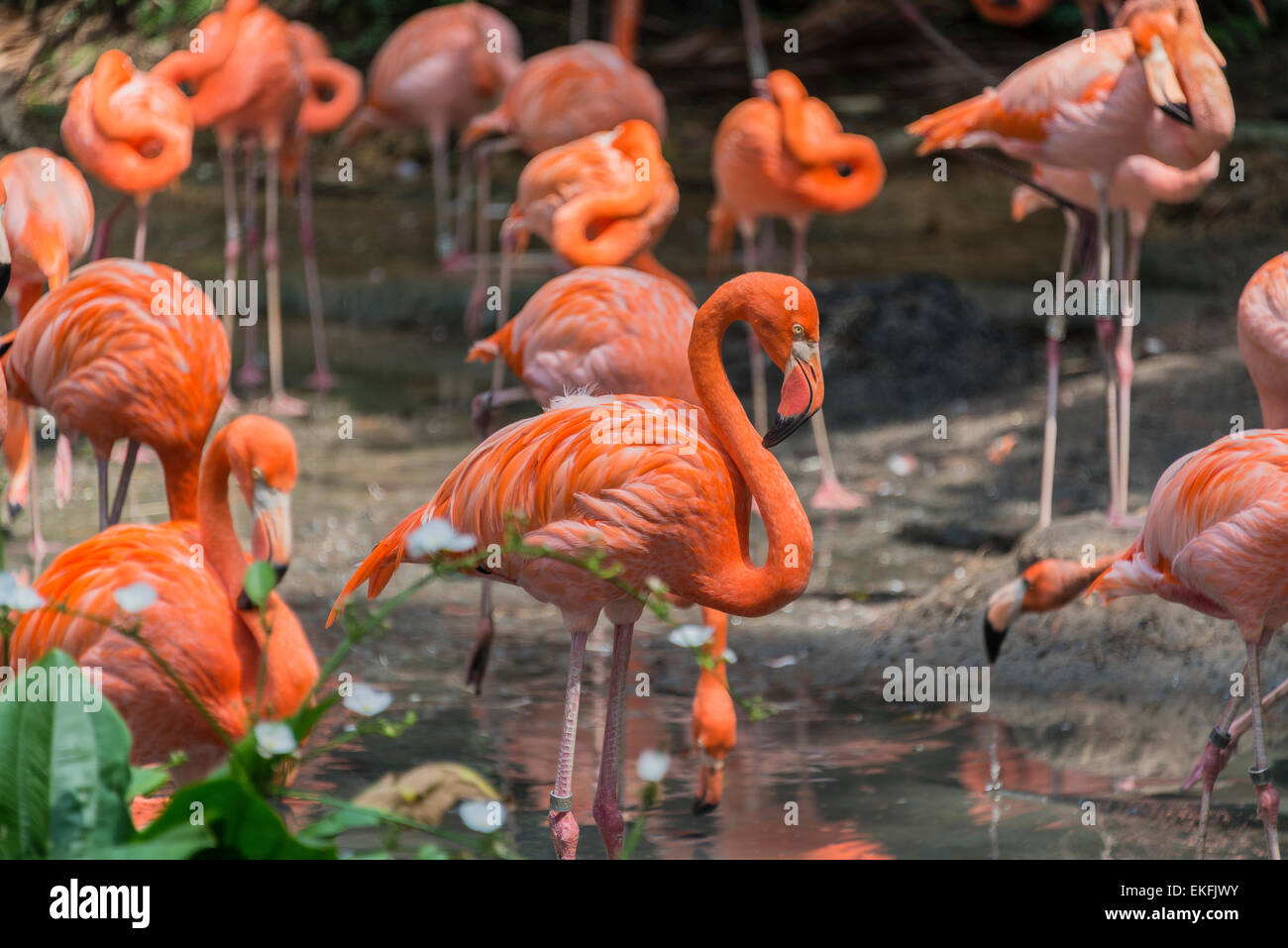 Karibik oder American Flamingo Phoenicopterus Ruber Stockfoto