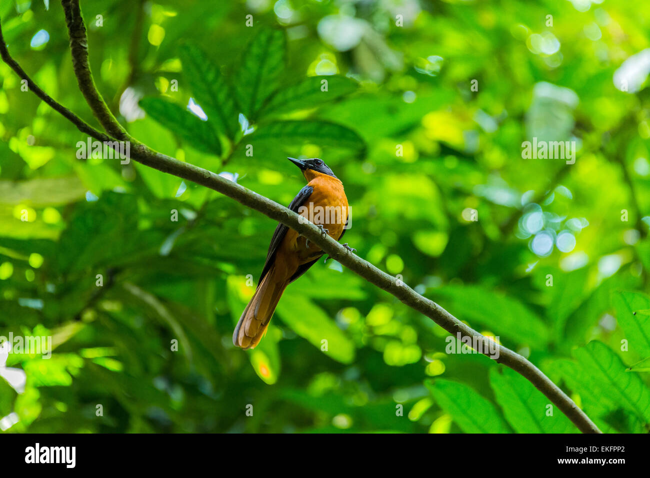 White gekappt Robin Chat Cossypha albicapilla Stockfoto