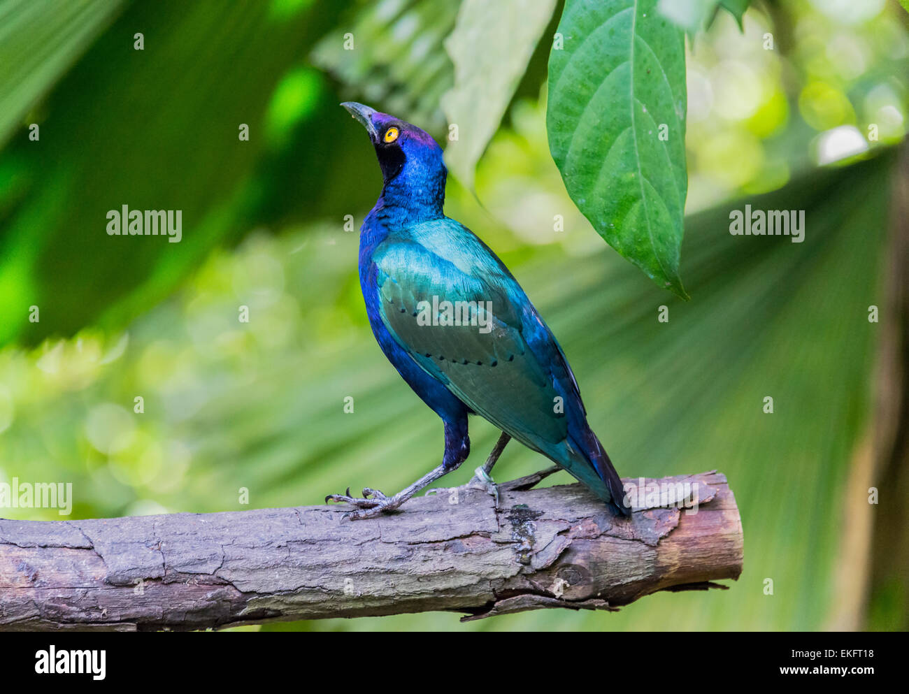 lila glänzend Starling Glanzstare purpureus Stockfoto
