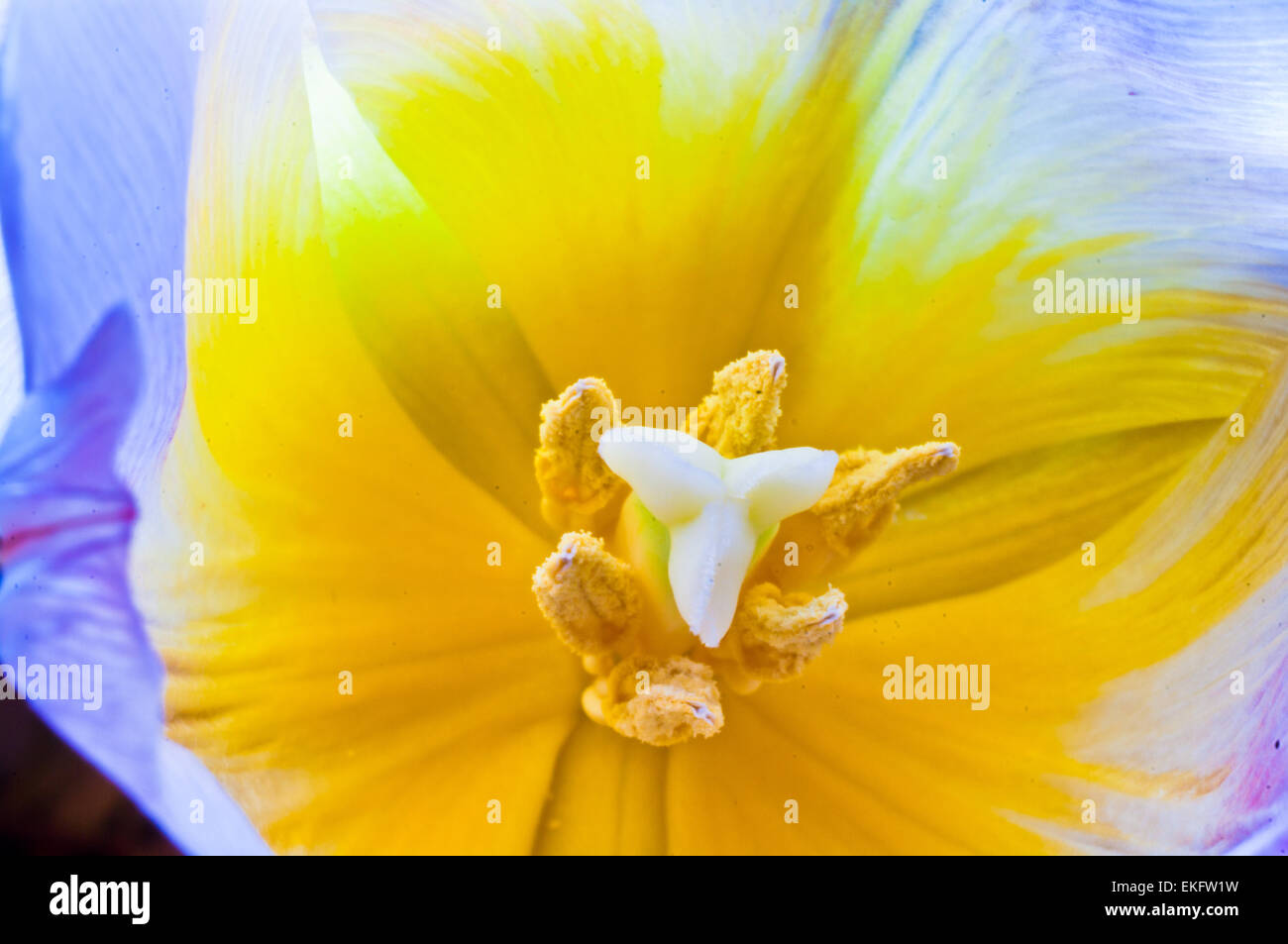 schwarzem Hintergrund Tulpe Blume lila Blumen Tulpen Frühling grün rosa isolierte gelbe schönen Blumenstrauß Naturschönheit Stockfoto