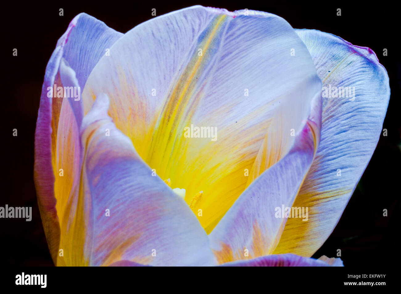 schwarzem Hintergrund Tulpe Blume lila Blumen Tulpen Frühling grün rosa isolierte gelbe schönen Blumenstrauß Naturschönheit Stockfoto