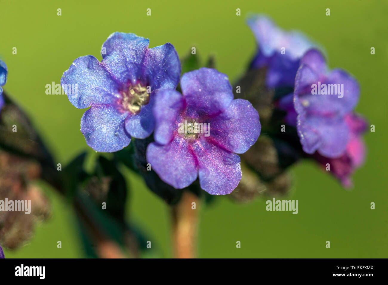 Pulmonaria Officinalis, Lungenkraut blaue Blume Stockfoto