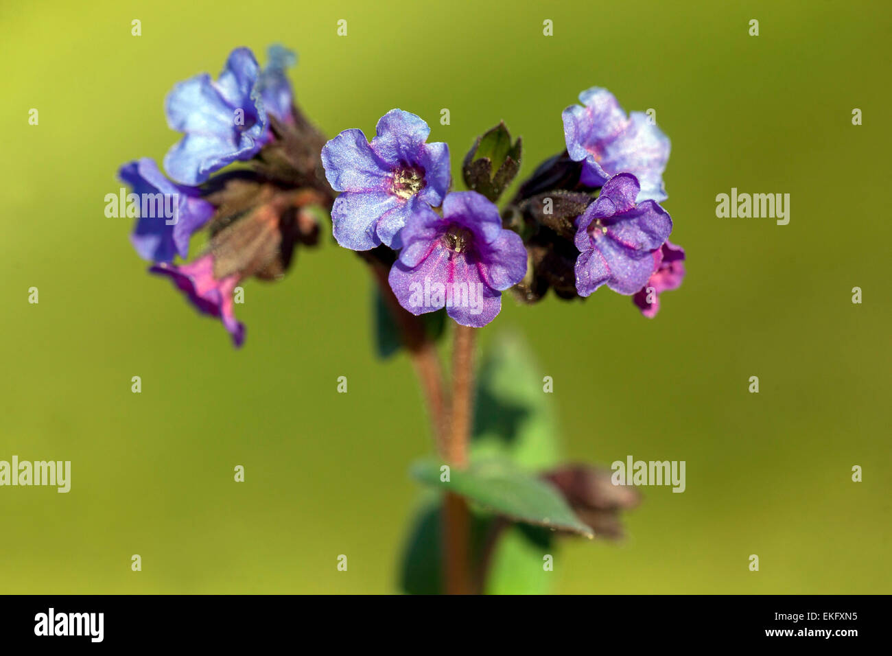 Pulmonaria Officinalis, Lungenkraut blaue Blume Stockfoto