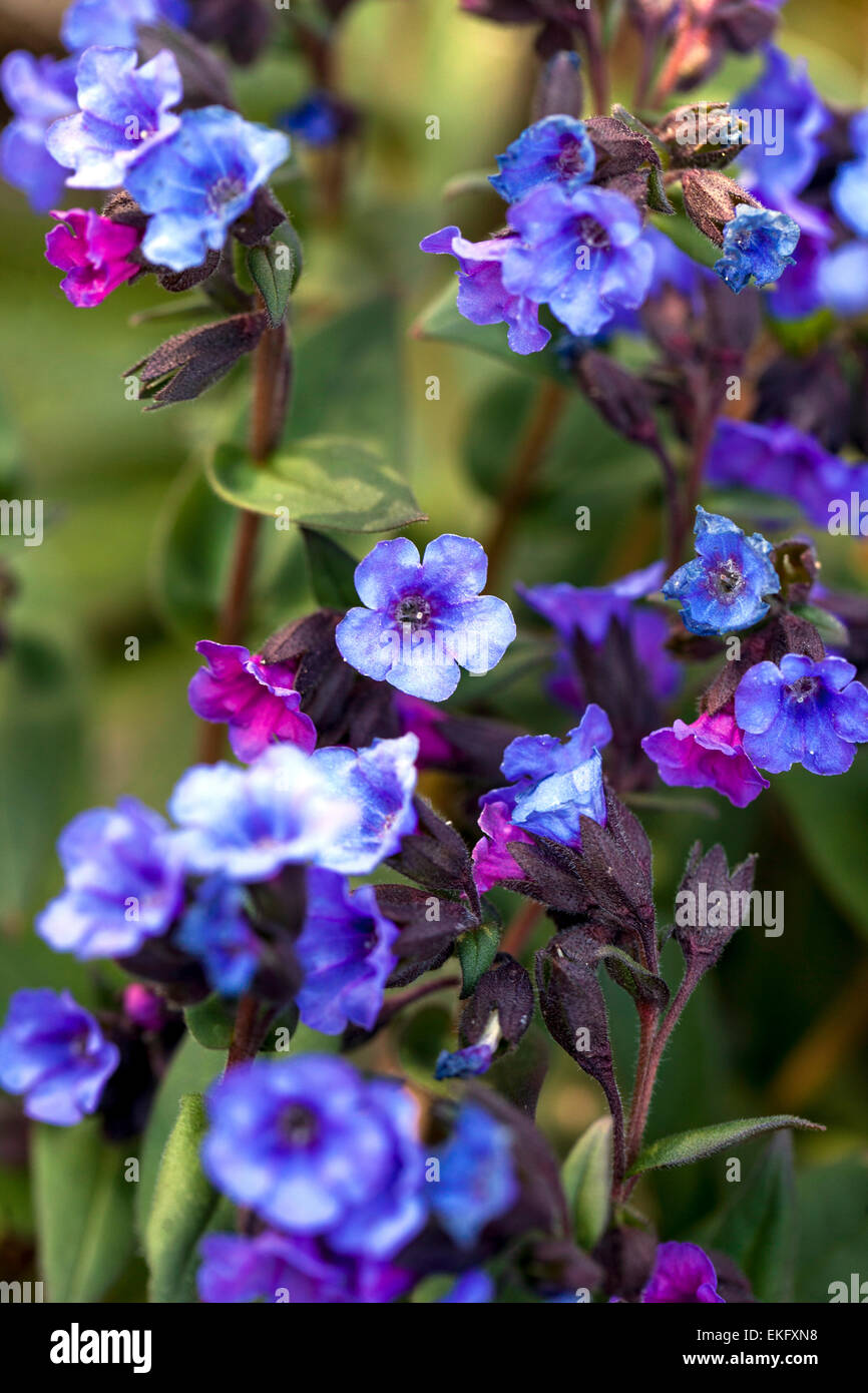 Pulmonaria 'Blue Ensign", blau Lungenkraut, Stockfoto